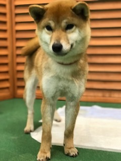 3/16 イオン譲渡会報告_f0242002_22544040.jpg