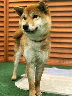 3/16 イオン譲渡会報告_f0242002_22544684.jpg