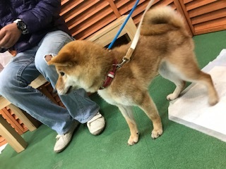 3/16 イオン譲渡会報告_f0242002_22550138.jpg