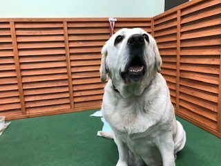 3/16 イオン譲渡会報告_f0242002_22580561.jpg