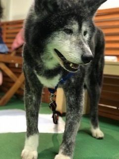 3/16 イオン譲渡会報告_f0242002_22590227.jpg