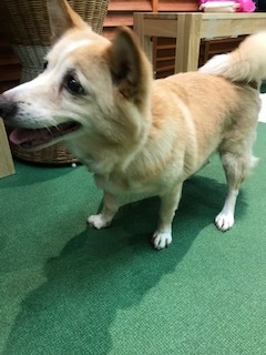 3/16 イオン譲渡会報告_f0242002_22591276.jpg