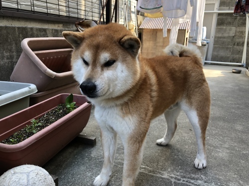 必ず人は死ぬ_d0184114_07362505.jpeg