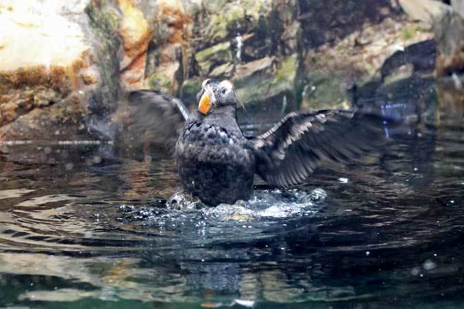 エトピリカとウミガラス（葛西臨海水族園）【後編】_b0355317_22343196.jpg