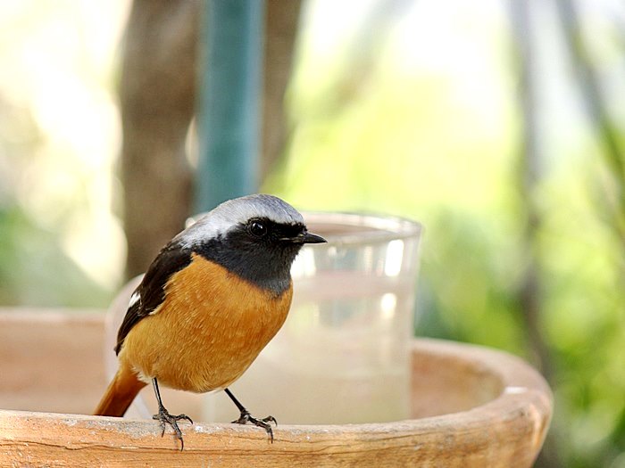 庭に来るジョウビタキくん　紫陽花の若葉でポーズとる　2019/3/18 in Tokyo_d0129921_19374325.jpg