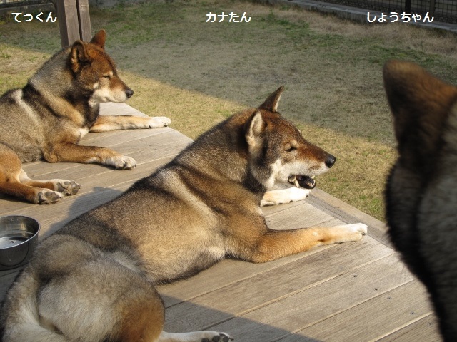 歓迎せぬ客を連れて帰るムスメ 四国犬 テツカナ今日この頃 翔ちゃんもいるよ 歓迎せぬ客を連れて帰るムスメ 四国犬 テツカナ今日この頃 翔ちゃんもいるよ