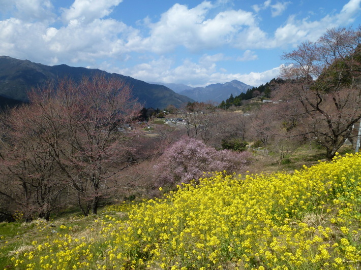 仁淀川のひょうたん桜と久万商店街のひな祭り_d0347025_20381413.jpg