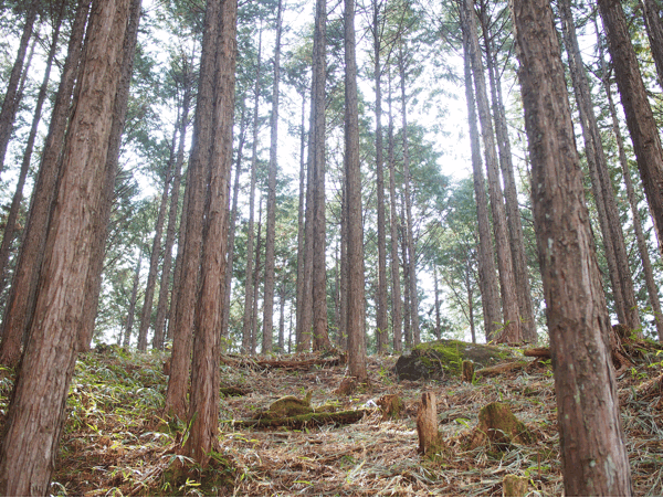 【春の山】
花粉症の人には申し訳ないのですが…
この時期の山が一番好きです。
_b0185232_22403183.gif
