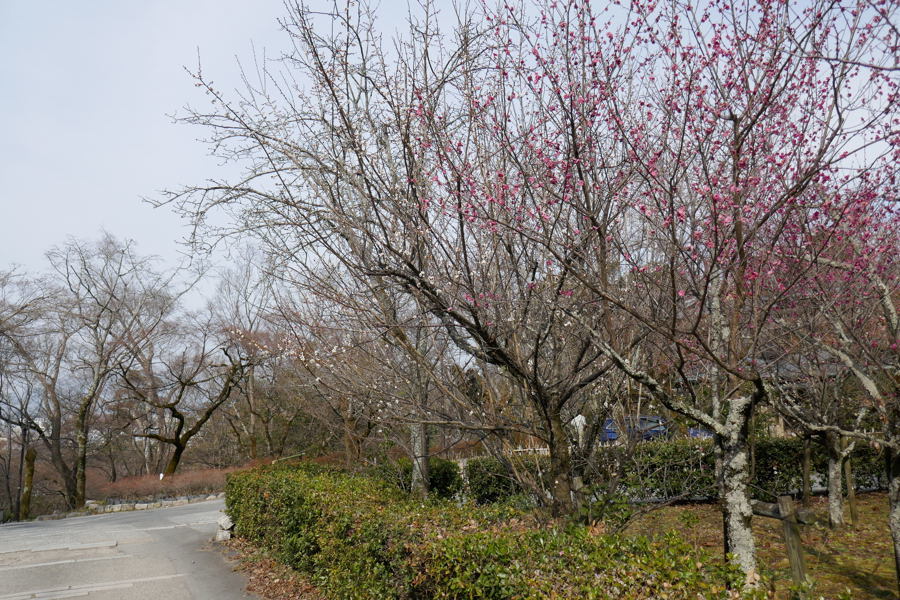 京都マラソン旅Ⅷ「知恩院３ 大鐘楼」_d0079432_23251863.jpg