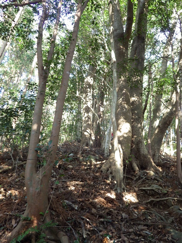 e0164643_16542169.jpg