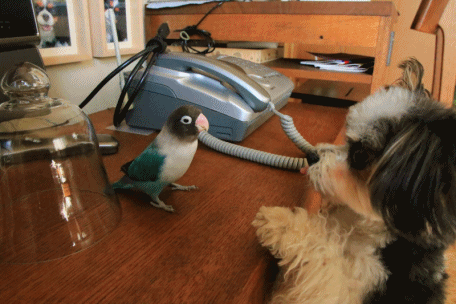 c0145250_09290660.gif