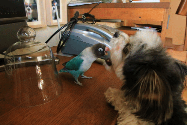 c0145250_09291398.gif