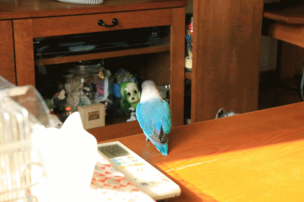 c0145250_09293834.gif