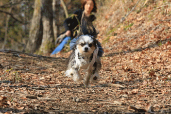 c0145250_15154815.gif