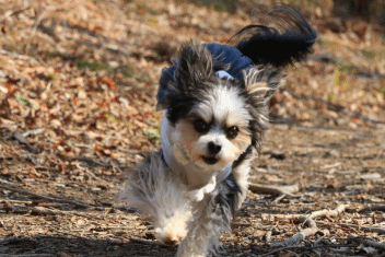 c0145250_15160608.gif