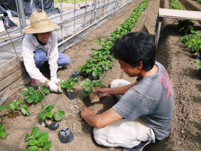 母の日ギフト2019　至高の最旬フルーツをお届けしませんか？第2弾！：熊本産高級イチゴ『熊紅』_a0254656_18113569.jpg