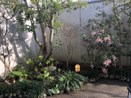 庭のお手入れが楽しい時期♪_f0215262_17030827.jpeg