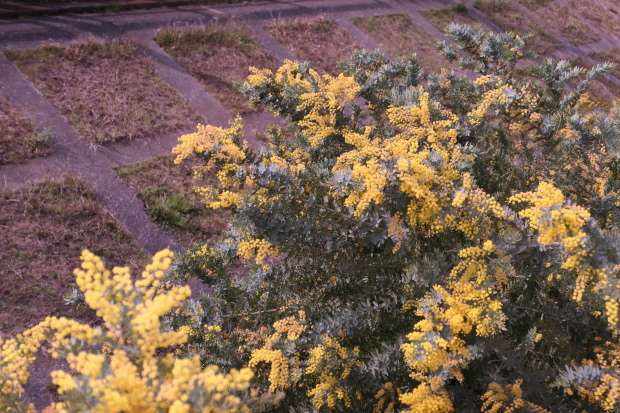 d0193569_08194898.jpg