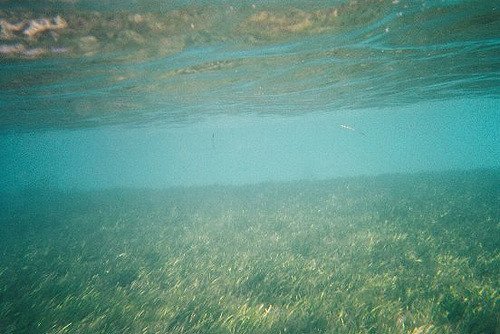 人魚まとめ(大幅追記)、目黒安養院の犬の墓、瀬田行善寺かいわい。ツイッター斜陽、めまい2019/3/14-18twitterまとめ_b0116271_14283356.jpg