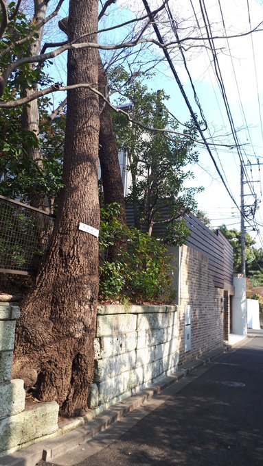 人魚まとめ(大幅追記)、目黒安養院の犬の墓、瀬田行善寺かいわい。ツイッター斜陽、めまい2019/3/14-18twitterまとめ_b0116271_14425034.jpg