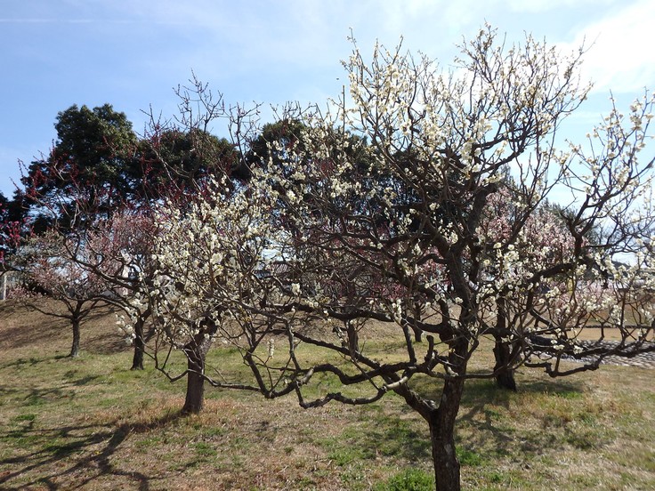 『蘇原自然公園の梅と鳥達～』_d0054276_20303645.jpg