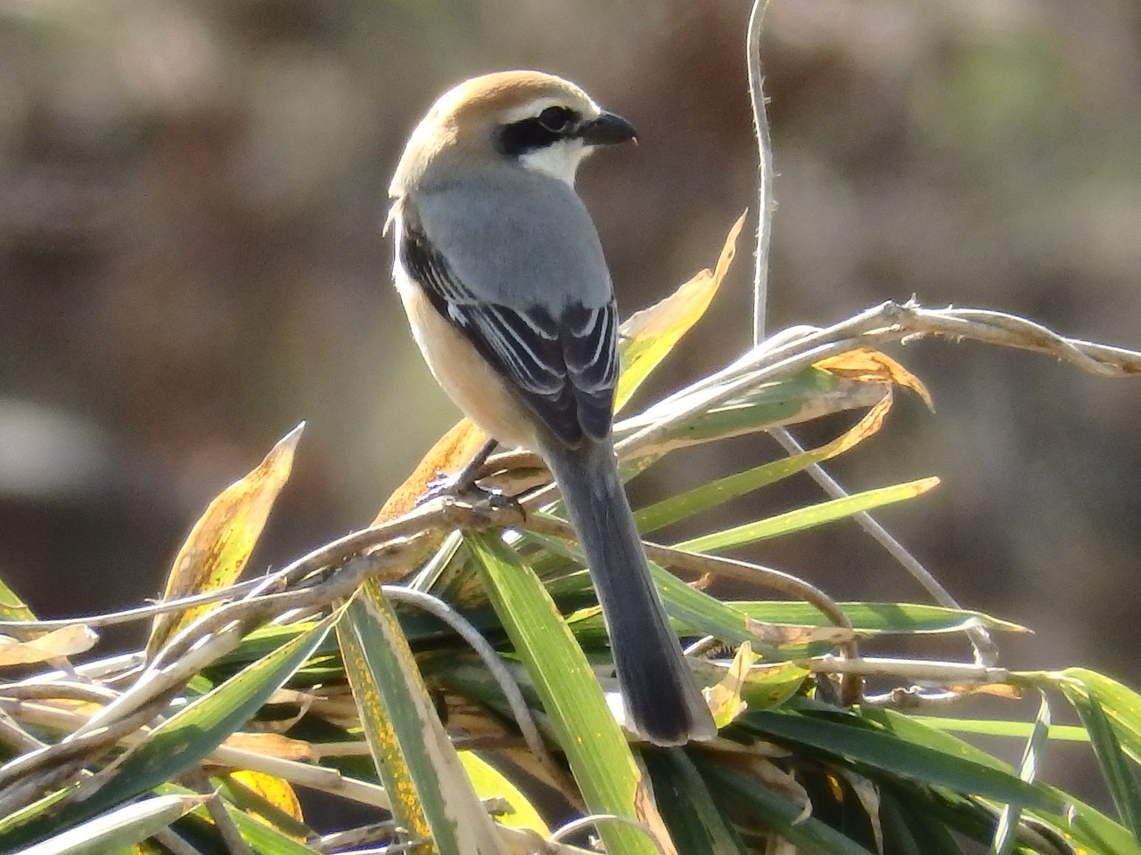 『蘇原自然公園の梅と鳥達～』_d0054276_20334685.jpg