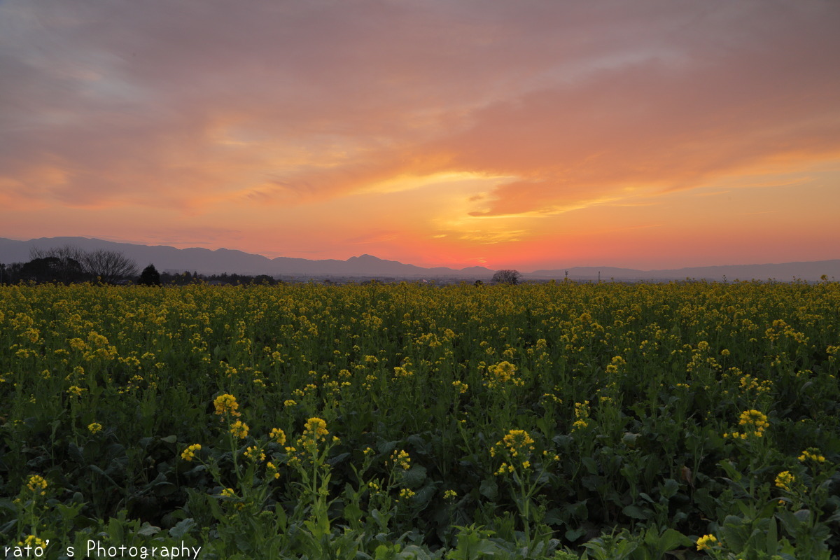 菜の花畑の夕日 2月25日 Ratoの山歩き 菜の花畑の夕日 2月25日 Ratoの山歩き