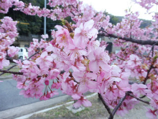 倉敷川河畔の河津桜_e0046477_17253728.jpg