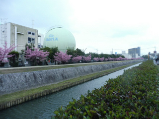 倉敷川河畔の河津桜_e0046477_17255360.jpg