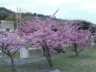 倉敷川河畔の河津桜_e0046477_17314971.jpg