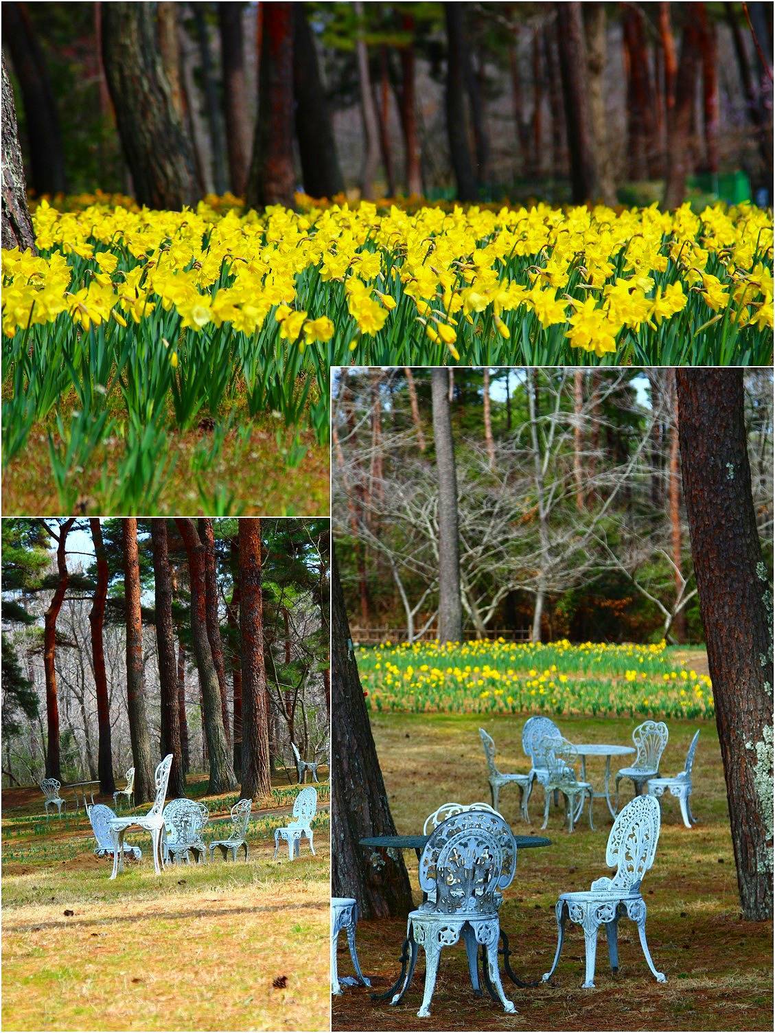 Daffodil picnic_a0107981_22565349.jpg