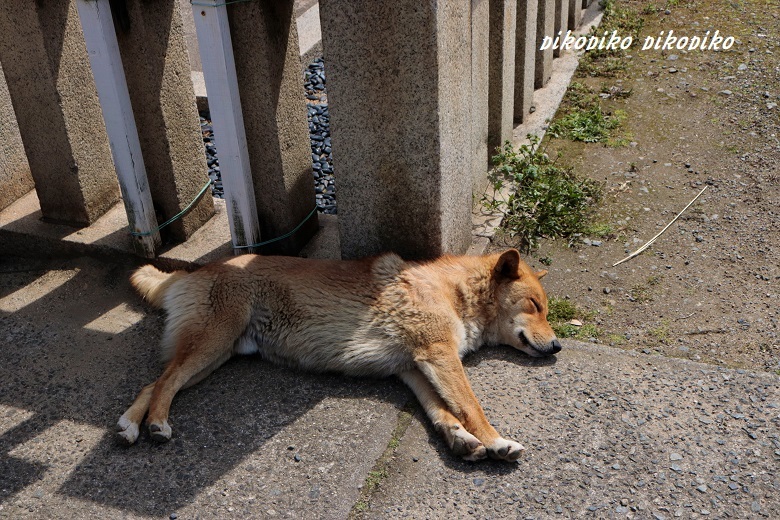 鞆の浦旅情 野良犬編 : 今が一番