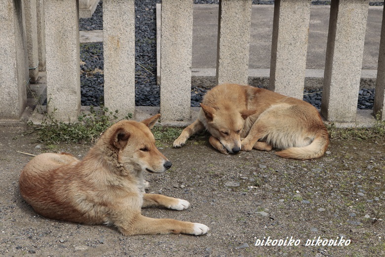 鞆の浦旅情　　　野良犬編_e0353681_23201294.jpg