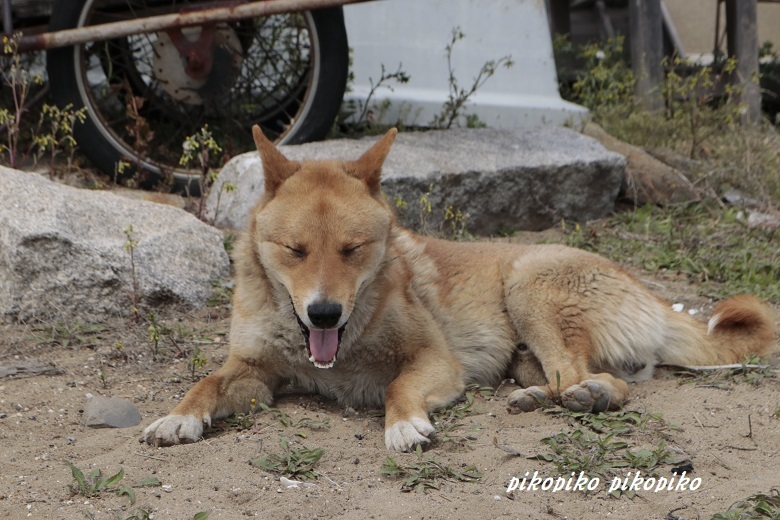 鞆の浦旅情　　　野良犬編_e0353681_23203846.jpg