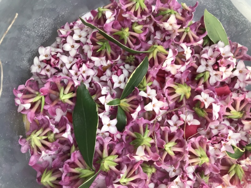 ポプリ用のドライ作り 自然乾燥が難しい花花はシリカゲルのお世話になります 編 ドライフラワーギャラリー ふくことカフェ ポプリ用のドライ作り 自然乾燥が難しい花花はシリカゲルのお世話になります 編 ドライフラワーギャラリー ふくことカフェ