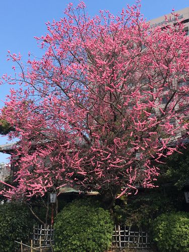 鶴舞公園の寒緋桜とフサアカシア（3月16日）_d0021786_516466.jpg