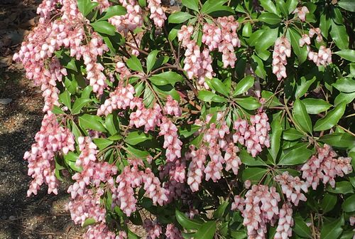 鶴舞公園の寒緋桜とフサアカシア（3月16日）_d0021786_517585.jpg