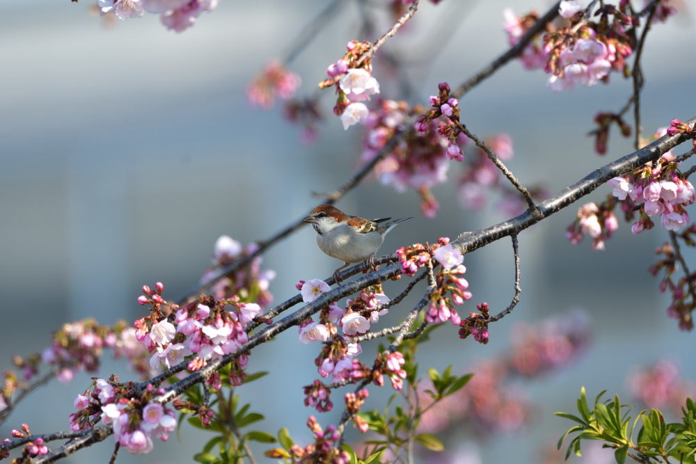 大寒桜に　その2_f0202686_18030739.jpg