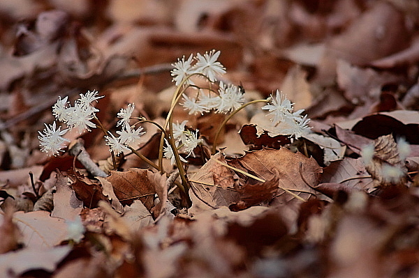 赤城自然園の早春の花_d0334291_15454382.jpg