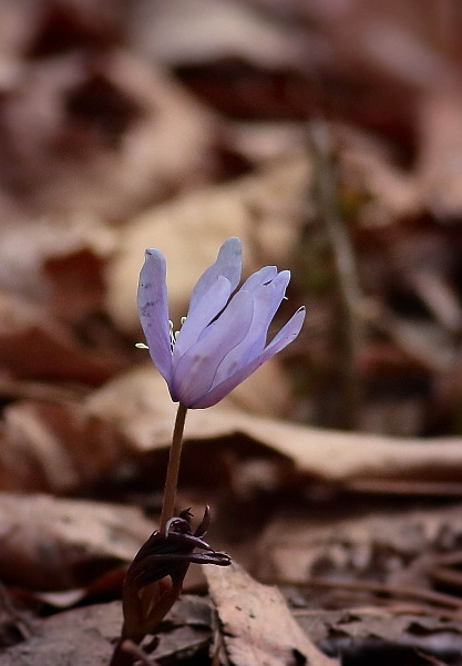 赤城自然園の早春の花_d0334291_15455937.jpg