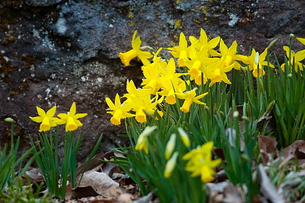 赤城自然園の早春の花_d0334291_15461294.jpg