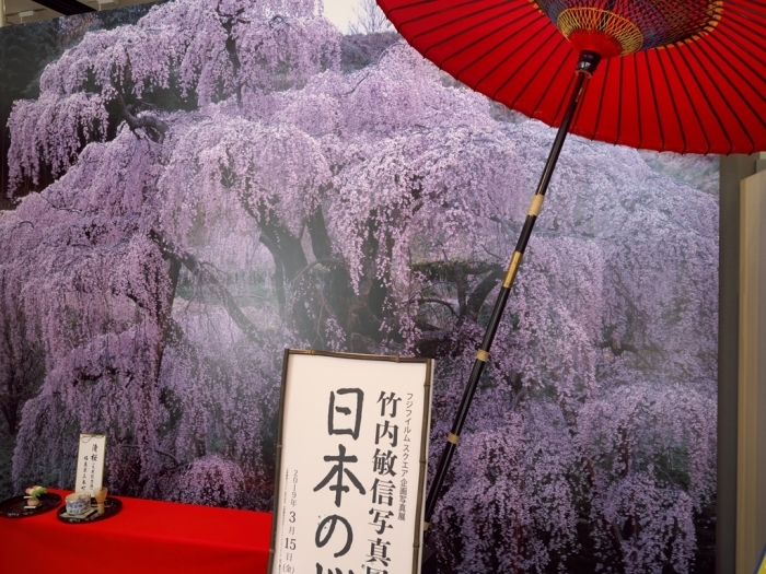  銀座の桜、六本木の桜_f0224100_20585210.jpg