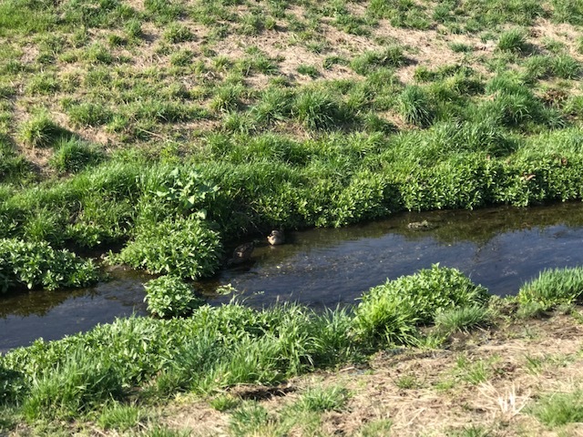 今回は「片足特集」です_f0242002_15191199.jpg