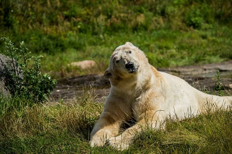 デンマーク スカンジナヴィア野生動物公園のヌーク 浜松のバフィンの弟 ひっそりと逝く Polarbearology Conjectaneum