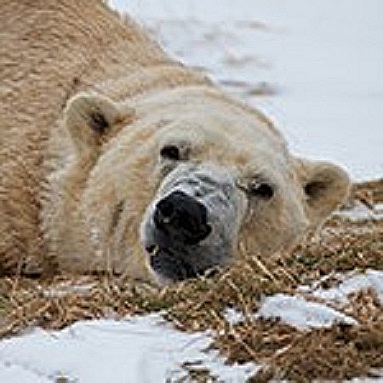 デンマーク スカンジナヴィア野生動物公園のヌーク 浜松のバフィンの弟 ひっそりと逝く Polarbearology Conjectaneum