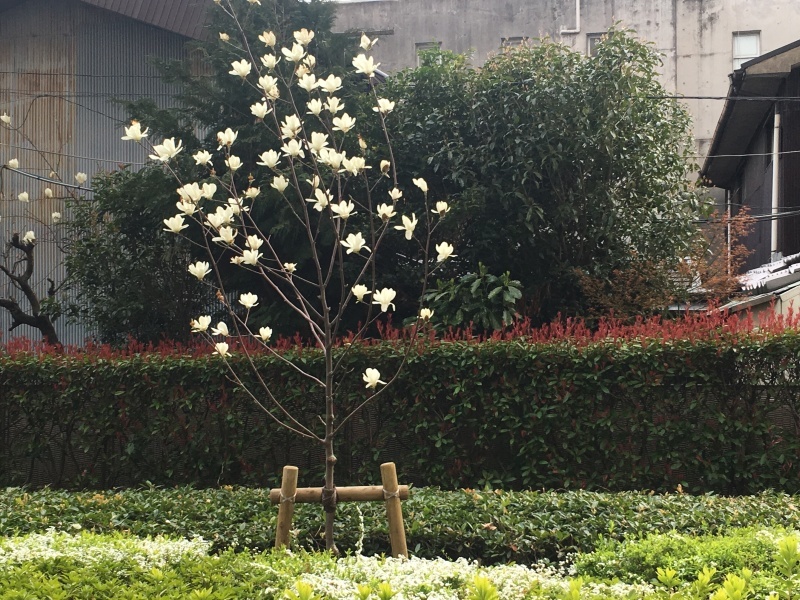 まさに春、しかも満月 NO.627_c0102513_23384946.jpeg