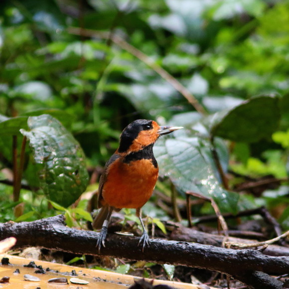 三宅島探鳥記　　雨のオーストンヤマガラ　アカコッコ館_d0346713_12110028.jpg