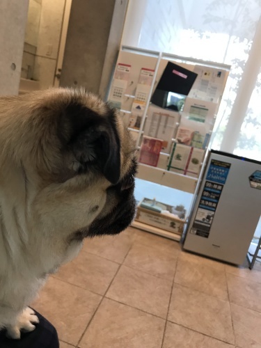 d0377714_10233717.jpeg