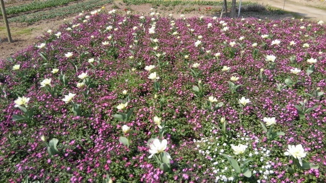 鹿屋の花畑 おでかけメモランダム 鹿児島 鹿屋の花畑 おでかけメモランダム 鹿児島