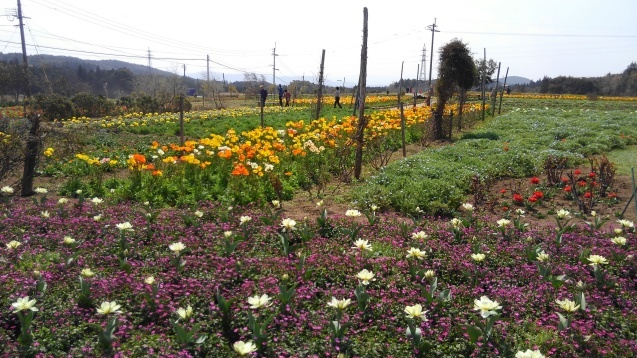 鹿屋の花畑 おでかけメモランダム 鹿児島